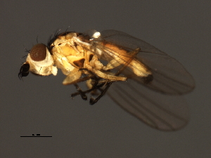  ( - 08BBDIP-2274)  @13 [ ] CreativeCommons - Attribution (2009) CBG Photography Group Centre for Biodiversity Genomics