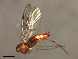  ( - 08BBDIP-2316)  @12 [ ] CreativeCommons - Attribution (2009) CBG Photography Group Centre for Biodiversity Genomics