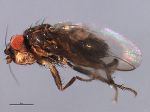  ( - 08BBDIP-2336)  @13 [ ] CreativeCommons - Attribution (2009) CBG Photography Group Centre for Biodiversity Genomics