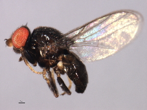  ( - 08BBDIP-2343)  @13 [ ] CreativeCommons - Attribution (2009) CBG Photography Group Centre for Biodiversity Genomics