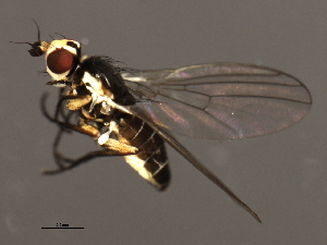 ( - 08BBDIP-2431)  @13 [ ] CreativeCommons - Attribution (2009) CBG Photography Group Centre for Biodiversity Genomics