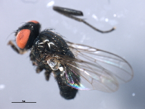  ( - 08BBDIP-2447)  @12 [ ] CreativeCommons - Attribution (2009) CBG Photography Group Centre for Biodiversity Genomics