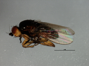 (Eulimosina - 08BBDIP-2726)  @14 [ ] CreativeCommons - Attribution (2010) CBG Photography Group Centre for Biodiversity Genomics