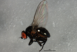  ( - 08BBDIP-2746)  @13 [ ] CreativeCommons - Attribution (2010) CBG Photography Group Centre for Biodiversity Genomics