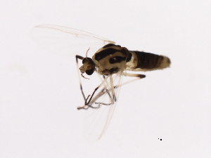  ( - 08BBDIP-2785)  @13 [ ] CreativeCommons - Attribution (2010) CBG Photography Group Centre for Biodiversity Genomics