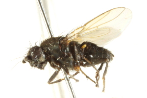 ( - BIOUG01786-B11)  @12 [ ] CreativeCommons - Attribution (2012) CBG Photography Group Centre for Biodiversity Genomics