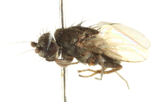  ( - BIOUG01786-B12)  @12 [ ] CreativeCommons - Attribution (2012) CBG Photography Group Centre for Biodiversity Genomics