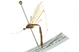  ( - BIOUG01789-C07)  @12 [ ] CreativeCommons - Attribution (2012) CBG Photography Group Centre for Biodiversity Genomics