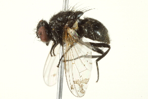  ( - BIOUG01817-G12)  @13 [ ] CreativeCommons - Attribution (2012) CBG Photography Group Centre for Biodiversity Genomics