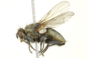  (Lispe salina - BIOUG01817-H03)  @13 [ ] CreativeCommons - Attribution (2012) CBG Photography Group Centre for Biodiversity Genomics