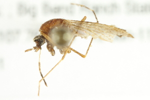  ( - CCDB-12827-H10)  @13 [ ] CreativeCommons - Attribution (2012) CBG Photography Group Centre for Biodiversity Genomics