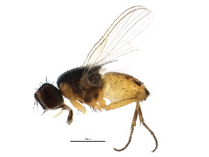  ( - BIOUG01241-C11)  @13 [ ] CreativeCommons - Attribution (2012) CBG Photography Group Centre for Biodiversity Genomics