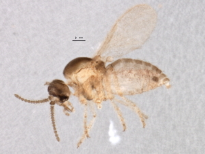  (Forcipomyia cf. acidicola - BIOUG02572-G05)  @13 [ ] CreativeCommons - Attribution (2013) CBG Photography Group Centre for Biodiversity Genomics
