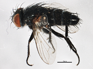  ( - BIOUG01244-F01)  @14 [ ] CreativeCommons - Attribution (2012) CBG Photography Group Centre for Biodiversity Genomics