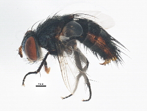  ( - BIOUG01561-D01)  @12 [ ] CreativeCommons - Attribution (2013) CBG Photography Group Centre for Biodiversity Genomics