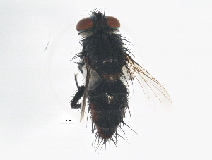  ( - BIOUG01561-D04)  @13 [ ] CreativeCommons - Attribution (2013) CBG Photography Group Centre for Biodiversity Genomics