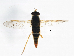  (Thereva bakeri - BIOUG01561-D06)  @11 [ ] CreativeCommons - Attribution (2013) CBG Photography Group Centre for Biodiversity Genomics