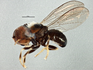  ( - BIOUG02576-B02)  @11 [ ] CreativeCommons - Attribution (2013) CBG Photography Group Centre for Biodiversity Genomics