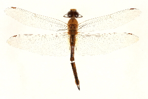  (Pantala flavescens - 09BBEOD-0168)  @14 [ ] CreativeCommons - Attribution (2010) CBG Photography Group Centre for Biodiversity Genomics