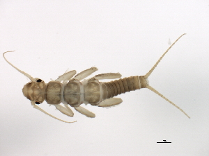  (Megarcys subtruncata - 10BBEPT-0042)  @14 [ ] CreativeCommons - Attribution (2010) CBG Photography Group Centre for Biodiversity Genomics