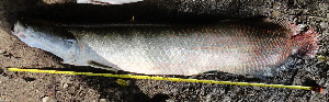  ( - ULRA AgMD 07)  @11 [ ] Copyright (2011) F.M. Carvajal-Vallejos FAUNAGUA