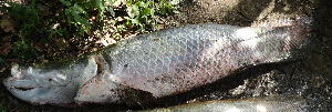  ( - ULRA AgMD 08)  @11 [ ] Copyright (2011) F.M. Carvajal-Vallejos FAUNAGUA
