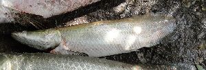  ( - ULRA AgMD 10)  @11 [ ] Copyright (2011) F.M. Carvajal-Vallejos FAUNAGUA