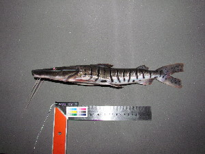  (Pseudoplatystoma fasciatum - UMSS 10978)  @14 [ ] Copyright (2011) F.M. Carvajal-Vallejos FAUNAGUA