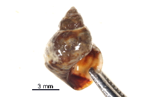  ( - BIOUG14663-H04)  @11 [ ] CreativeCommons - Attribution (2014) CBG Photography Group Centre for Biodiversity Genomics