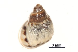  ( - BIOUG14663-H04)  @11 [ ] CreativeCommons - Attribution (2014) CBG Photography Group Centre for Biodiversity Genomics