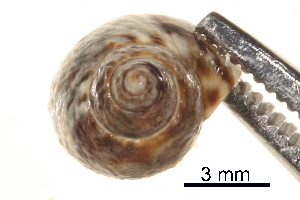  ( - BIOUG14663-H04)  @11 [ ] CreativeCommons - Attribution (2014) CBG Photography Group Centre for Biodiversity Genomics