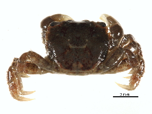  ( - BIOUG17846-C11)  @11 [ ] CreativeCommons - Attribution (2015) CBG Photography Group Centre for Biodiversity Genomics