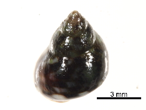 ( - BIOUG17846-E01)  @11 [ ] CreativeCommons - Attribution (2015) CBG Photography Group Centre for Biodiversity Genomics