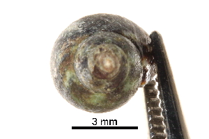  ( - BIOUG17846-E01)  @11 [ ] CreativeCommons - Attribution (2015) CBG Photography Group Centre for Biodiversity Genomics