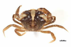  ( - BIOUG17846-F12)  @14 [ ] CreativeCommons - Attribution (2015) CBG Photography Group Centre for Biodiversity Genomics