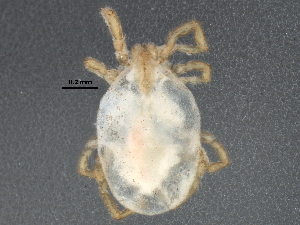  (Abrolophus - BIOUG22199-E05)  @14 [ ] CreativeCommons - Attribution (2015) CBG Photography Group Centre for Biodiversity Genomics