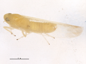  ( - 10BBCHEM-1077)  @13 [ ] CreativeCommons - Attribution (2011) CBG Photography Group Centre for Biodiversity Genomics