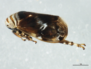  ( - 10BBCHEM-1170)  @12 [ ] CreativeCommons - Attribution (2011) CBG Photography Group Centre for Biodiversity Genomics