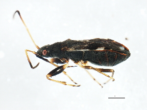  ( - 10BBCHEM-1225)  @13 [ ] CreativeCommons - Attribution (2011) CBG Photography Group Centre for Biodiversity Genomics