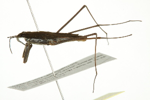  ( - 10BBCHEM-1251)  @13 [ ] CreativeCommons - Attribution (2010) CBG Photography Group Centre for Biodiversity Genomics