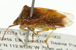  ( - 10BBCHEM-1267)  @14 [ ] CreativeCommons - Attribution (2010) CBG Photography Group Centre for Biodiversity Genomics