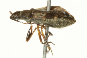  ( - 10BBCHEM-1336)  @13 [ ] CreativeCommons - Attribution (2010) CBG Photography Group Centre for Biodiversity Genomics