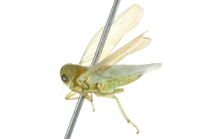  ( - 10BBCHEM-1349)  @14 [ ] CreativeCommons - Attribution (2010) CBG Photography Group Centre for Biodiversity Genomics