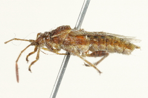  ( - 10BBCHEM-1396)  @13 [ ] CreativeCommons - Attribution (2010) CBG Photography Group Centre for Biodiversity Genomics