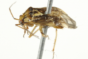  ( - 10BBCHEM-1411)  @13 [ ] CreativeCommons - Attribution (2010) CBG Photography Group Centre for Biodiversity Genomics