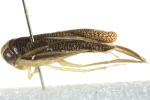  (Trichocorixa borealis - PCPP10-0653)  @14 [ ] CreativeCommons - Attribution (2010) CBG Photography Group Centre for Biodiversity Genomics