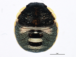  (Chlorochroa ligata - 10BBCHEM-0626)  @15 [ ] CreativeCommons - Attribution (2010) CBG Photography Group Centre for Biodiversity Genomics