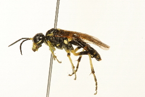  ( - 09BBEHY-0110)  @13 [ ] CreativeCommons - Attribution (2009) CBG Photography Group Centre for Biodiversity Genomics