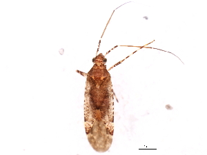  (Phytocoris carnosulus - 09BBHEM-0777)  @14 [ ] CreativeCommons - Attribution (2010) CBG Photography Group Centre for Biodiversity Genomics
