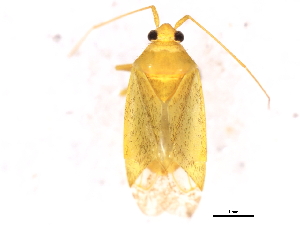  (Phytocoris vanduzeei - 09BBHEM-0866)  @14 [ ] CreativeCommons - Attribution (2010) CBG Photography Group Centre for Biodiversity Genomics